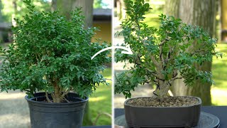 Making a Boxwood Bonsai [upl. by Aredna]