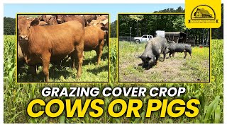 Should I Graze Cows or Pigs on this Sorghum Sudangrass Cover Crop [upl. by Dikmen]