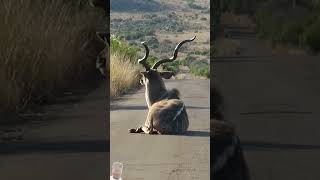 wildlife krugernationalpark animals kruger nature africanlionsafari wildanimals krugersight [upl. by Gracye229]