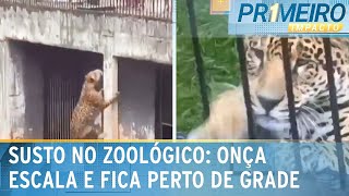 Zoológico faz mudanças após onça escalar parede e ficar perto de grade  Primeiro Impacto 010124 [upl. by Virgina]