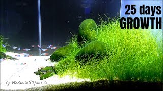 Aquascaping GAME OF RIVER STONE  Trimming hairgrass eleocharis [upl. by Aihsem]