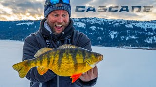 Cascade Lake Perch  Yellow GIANTS [upl. by Hgieliak]