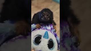 Cute Marmoset Monkey [upl. by Abehsile]