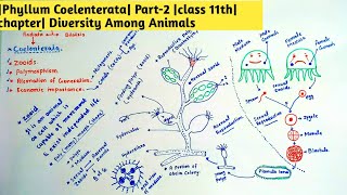 Phyllum Coelenterata Part2 class 11th chapter Diversity Among Animals [upl. by Nilyad44]