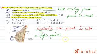 A sectional view of mammory gland shows i nipple  areola ii mammary lobe [upl. by Ilaire]