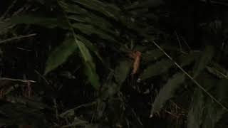 Common Coqui frog sounds in Colombian urban environment [upl. by Osborne]