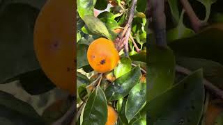 Persimmon picking in the backyard [upl. by Ariaz]