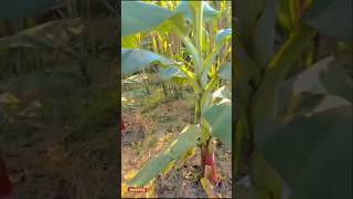 bananafarming banana bananafarmer agriculture pomology horticulture hortifruti amroha [upl. by Anavlys34]