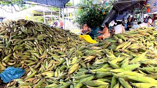 CEASA 50 espiga de Milho 🌽 por 20 reias é Riqueza e fartura no NORDESTE véspera de São João Aracaju [upl. by Cir]