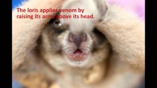 Slow Loris Venom [upl. by Rebbecca]