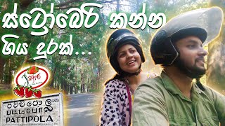 Strawberry Farm in Nuwaraeliya  Pattipola Station  පට්ටිපොලට යන පාර මෙච්චර ලස්සනද  travel vlog 5 [upl. by Alfred]