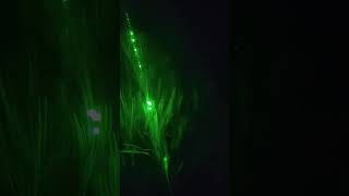 Green laser light shorts greenlights night time [upl. by Fawcett]