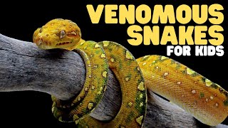 Venomous Snakes for Kids  Learn fun facts about venomous snake species [upl. by Nahtaj]