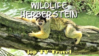 Tour through the wildlife Herberstein Styria Austria jop TV Travel [upl. by Meakem]