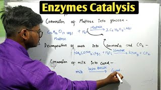 Enzyme catalysis  Class 12 chemistry chapter5 surface chemistry [upl. by Yssak]