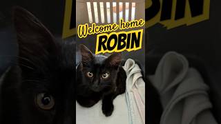 WELCOME ROBIN ❤️ New Member of Our Family 🎁 shorts cat vlog [upl. by Launame]