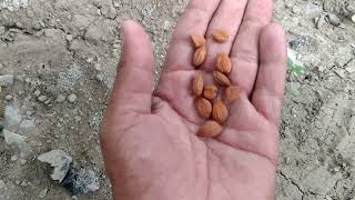 Grow🍑Apricot Fruit From Seeds apricot apricotfruit garden howtogrow grow agriculture seeds [upl. by Azilef]