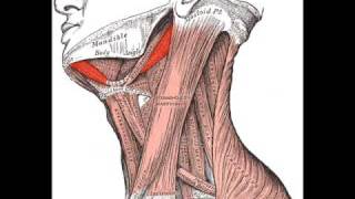 Digastric Muscle [upl. by Tips507]