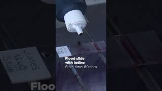 How to Prepare the Perfect Gram Stain Microbiology HardyDiagnostics Gramstaining [upl. by Nosnaj]