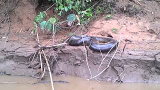 IMPRESIONANTE Anaconda cerca a Puerto maldonado [upl. by Nakashima]