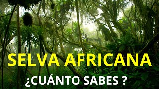 SELVA AFRICANA  NATURALEZA SALVAJE [upl. by Wichern]