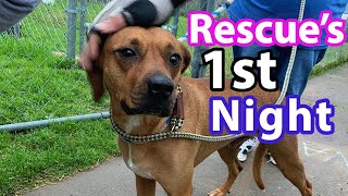 How to PREP for a RESCUE DOG  What to Expect FIRST NIGHT [upl. by Charmion]