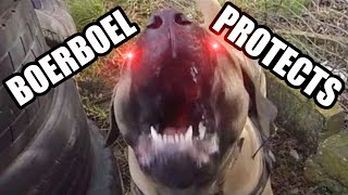 Guard Dogs In Action Boerboel Personal Protection Training [upl. by Yesac]