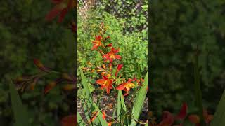 Crocosmia Carmin Brilliant [upl. by Thurmond]