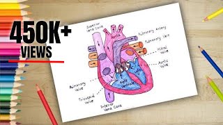 How to Draw HUMAN HEART Anatomy Colour Drawing for kids [upl. by Skilken946]