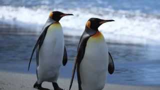 Penguins HD Slideshow Amazing Photos [upl. by Pearlman]