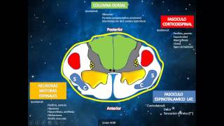 SINDROMES MEDULARES  REVISION ANATÓMICA  SEMIOLÓGICA [upl. by Yenhoj397]