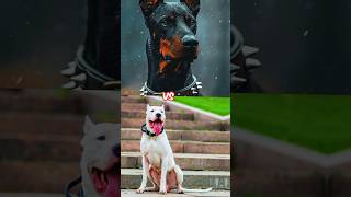 Dogo Argentino vs Doberman Pinscher vs PitBull Terrier vs Rottweiler vs Cane Corso 💀👹 [upl. by Enelaehs5]