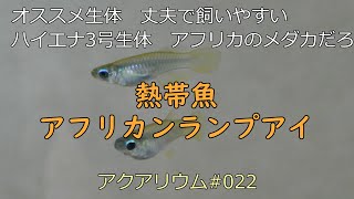 アクアリウム022 熱帯魚 アフリカンランプアイ [upl. by Acihsay449]