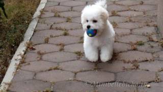 Bichon frise puppy Perrychu 125 weeks [upl. by Bertelli]