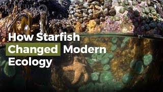 How Starfish Changed Modern Ecology [upl. by Assek658]