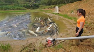 Modern fishing technology Use a large capacity pump  Harvesting fish in the pond  Catch many fish [upl. by Earized]