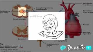 🔴 LA REGULATION DE PRESSION ARTERIELLE CLAIRE EN 10 MIN  COURT TERME 2017   DR ASTUCE [upl. by Genesa]