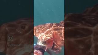 Cabrilla Grouper Spearfishing spearfishing spearfish [upl. by Nassah]