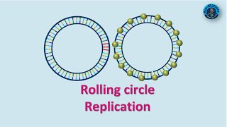 Rolling Circle Replication  Molecular Biology  BioMatters [upl. by Oelgnaed]