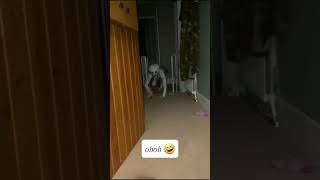 Obob🤣 funny comedy memes shortvideo goodvibesonly [upl. by Taka865]