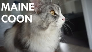 Maine Coon Cat Chirping  Clicking [upl. by Greggory]