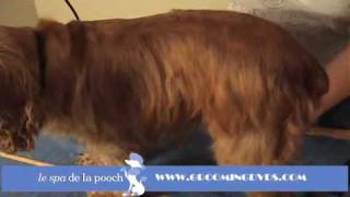 How to Groom A Cocker SpanielTrim with Andis Clippers [upl. by Ferullo]