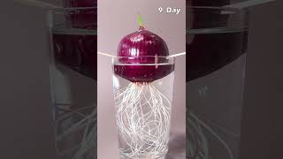 Red Onion  Time Lapse [upl. by Latsyrhk869]