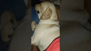 Chello thungura alage thani than doglover chibi dogfunnymoments labrador [upl. by Ddene983]