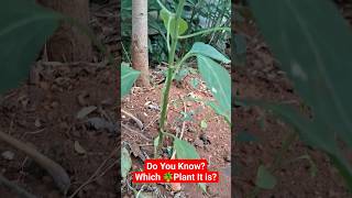 Do You Know Which Plant It Is nature love plants plant shorts short ytshorts youtubeshorts [upl. by Oslec]