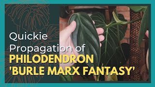 PHILODENDRON BURLE MARX FANTASY  A Quickie Propagation Tutorial [upl. by Harry]