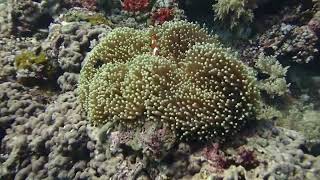 Ocellaris Clownfish in Anemone [upl. by Codie874]