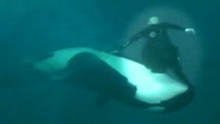 Caught on Tape Whale Almost Kills Sea World Trainer Holds Him Under Water [upl. by Dyan]