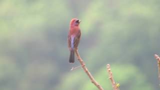 Passerina versicolor [upl. by Winou446]