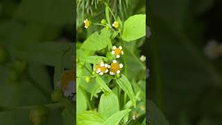 Незбутниця або галінсога дрібноквіта Galinsoga parviflora floweringplant ліс nature [upl. by Madancy]